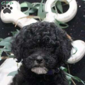 Frida, Shih-Poo Puppy