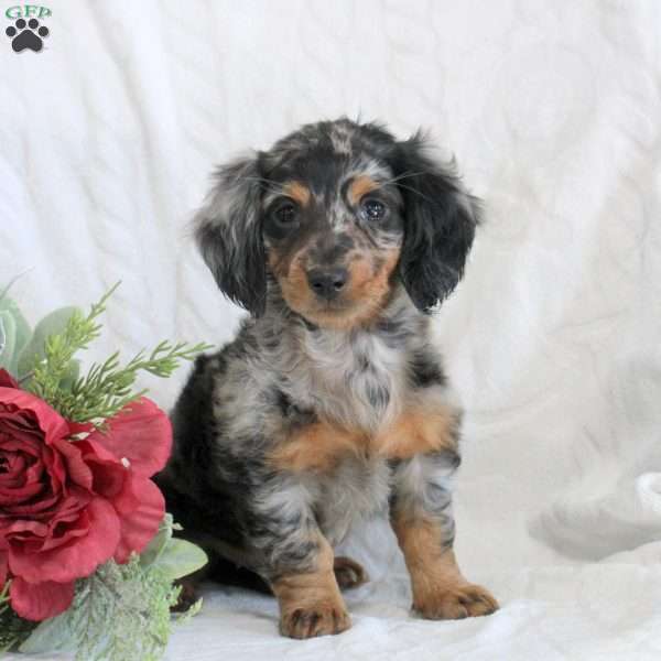 Friday, Dachshund Puppy