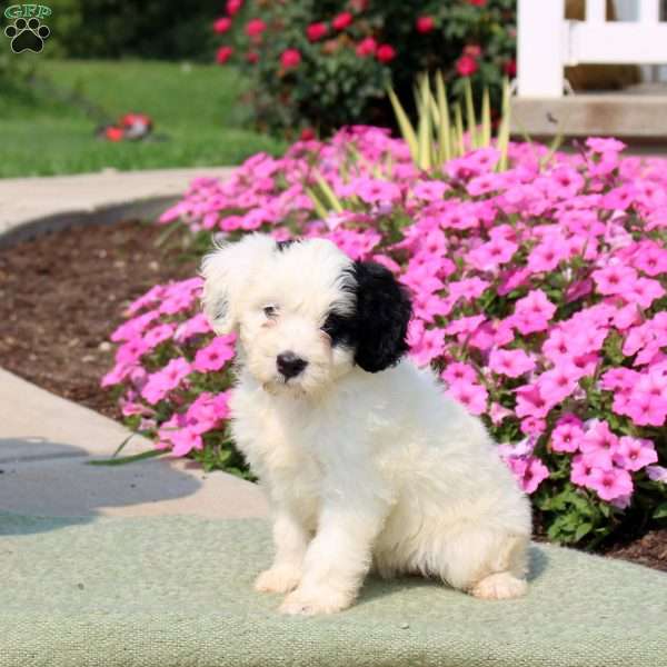 Frisky, Mini Bernedoodle Puppy