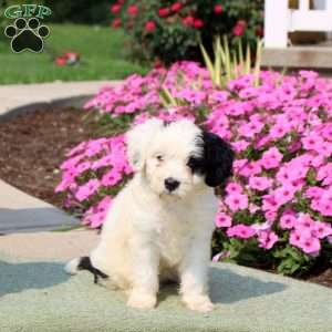 Frisky, Mini Bernedoodle Puppy