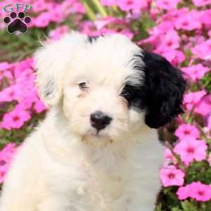Frisky, Mini Bernedoodle Puppy