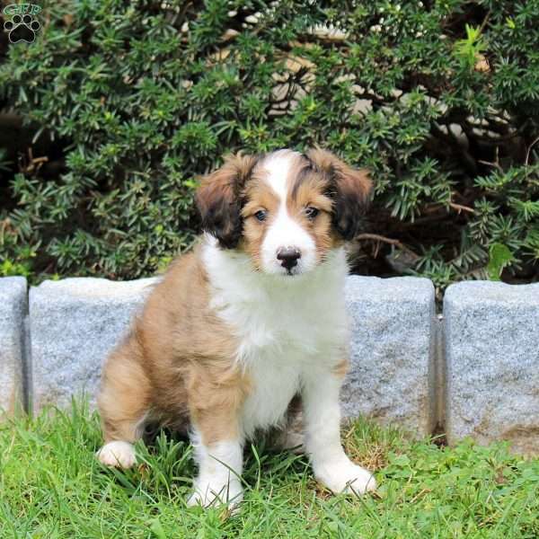 Frisky, Sheltie Mix Puppy