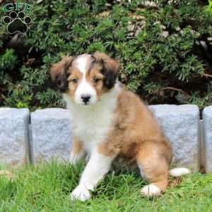 Frisky, Sheltie Mix Puppy