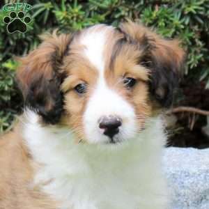Frisky, Sheltie Mix Puppy