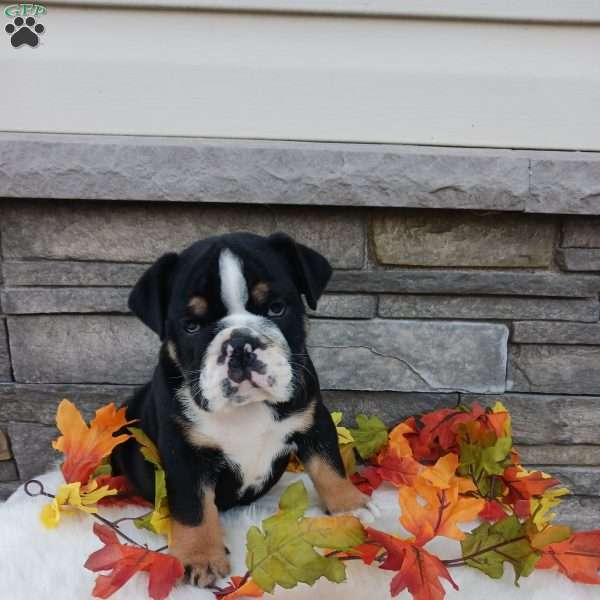 Frisky, English Bulldog Puppy