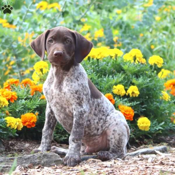 Frisky, German Shorthaired Pointer Puppy