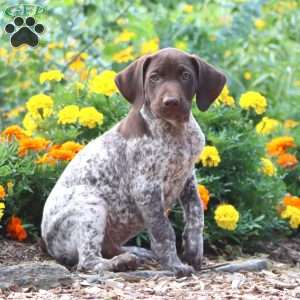 Frisky, German Shorthaired Pointer Puppy