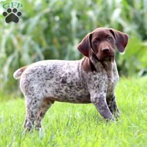 Frisky, German Shorthaired Pointer Puppy