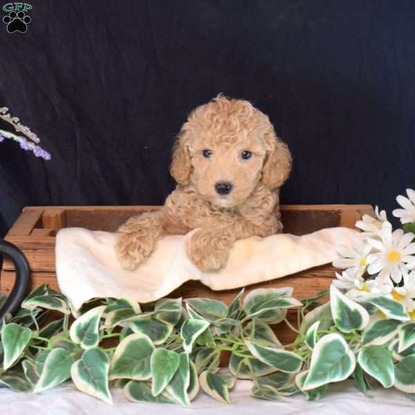 Frito, Miniature Poodle Puppy