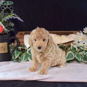 Frito, Miniature Poodle Puppy