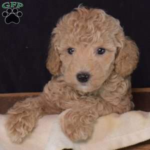 Frito, Miniature Poodle Puppy