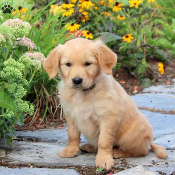 Fritz, Golden Retriever Puppy