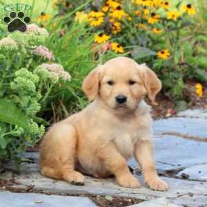 Fritz, Golden Retriever Puppy