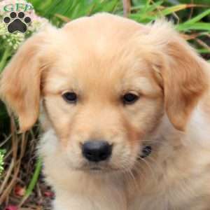 Fritz, Golden Retriever Puppy
