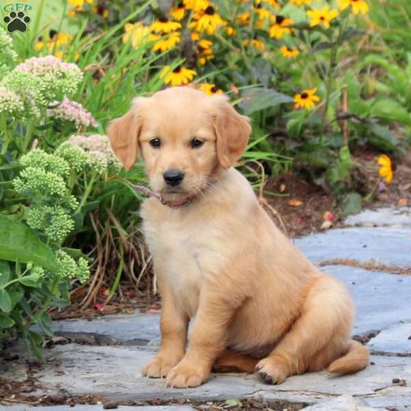 Fronde, Golden Retriever Puppy