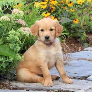Fronde, Golden Retriever Puppy