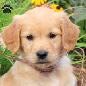 Fronde, Golden Retriever Puppy