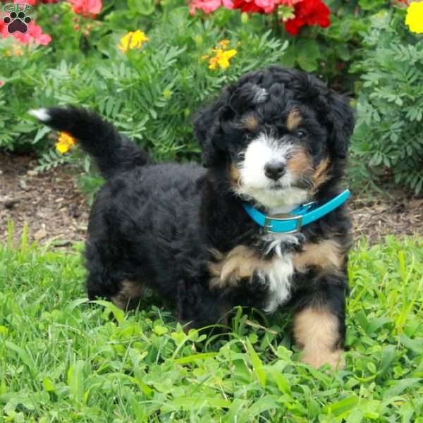 Frosty, Mini Bernedoodle Puppy