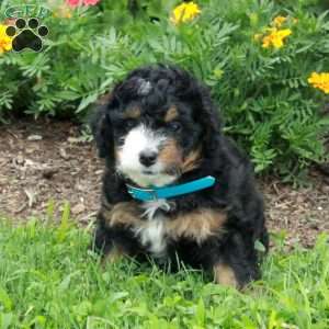 Frosty, Mini Bernedoodle Puppy