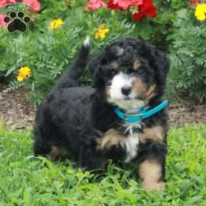 Frosty, Mini Bernedoodle Puppy