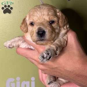 Gigi, Mini Labradoodle Puppy