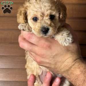 Gigi, Mini Labradoodle Puppy