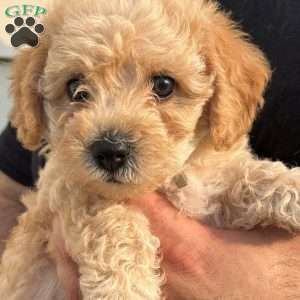 Gigi, Mini Labradoodle Puppy