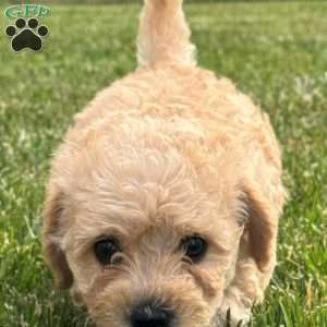 Gigi, Mini Labradoodle Puppy