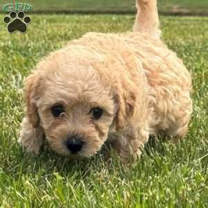 Gigi, Mini Labradoodle Puppy