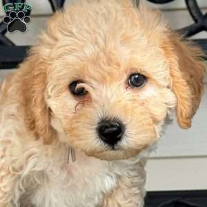 Gigi, Mini Labradoodle Puppy