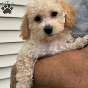Gigi, Mini Labradoodle Puppy