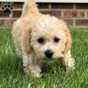 Gigi, Mini Labradoodle Puppy