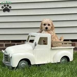 Gigi, Mini Labradoodle Puppy