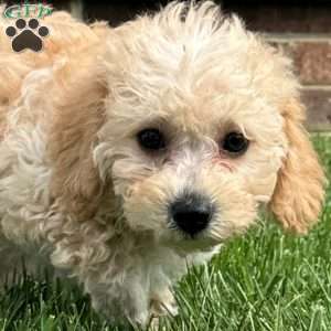 Gigi, Mini Labradoodle Puppy