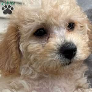 Gigi, Mini Labradoodle Puppy