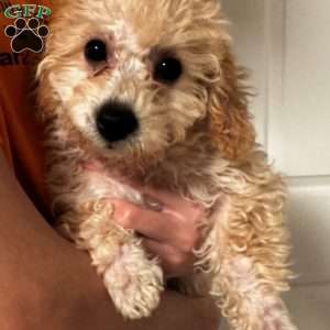 Gigi, Mini Labradoodle Puppy