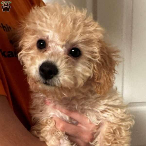 Gigi, Mini Labradoodle Puppy