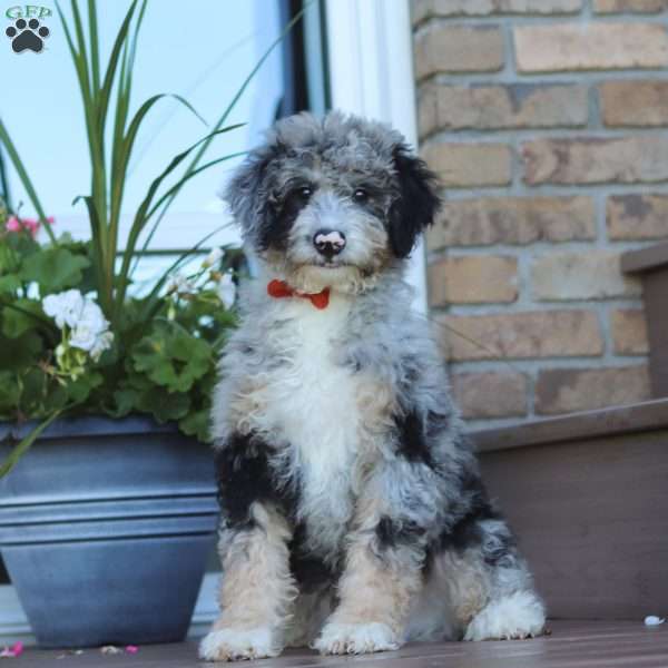 Gabe, Mini Bernedoodle Puppy