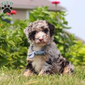 Gabe, Mini Bernedoodle Puppy