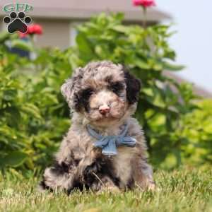 Gabe, Mini Bernedoodle Puppy