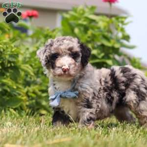 Gabe, Mini Bernedoodle Puppy