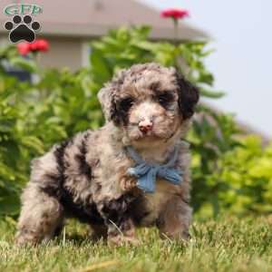 Gabe, Mini Bernedoodle Puppy