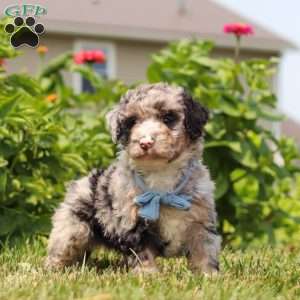 Gabe, Mini Bernedoodle Puppy