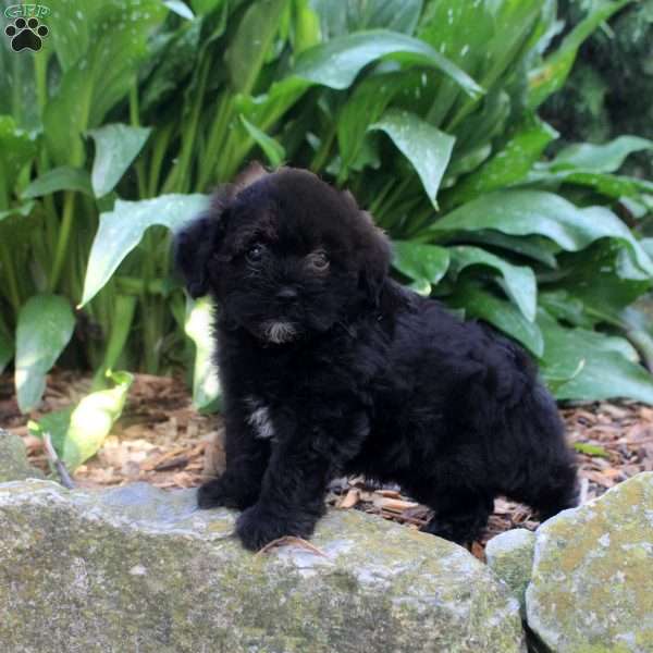 Gabe, Shih-Poo Puppy
