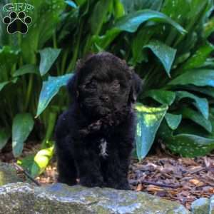Gabe, Shih-Poo Puppy