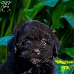 Gabe, Shih-Poo Puppy