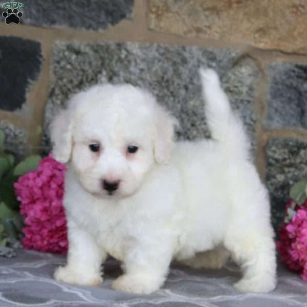 Gabe, Bichon Frise Puppy