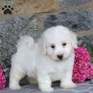 Gabe, Bichon Frise Puppy