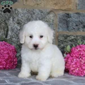 Gabe, Bichon Frise Puppy
