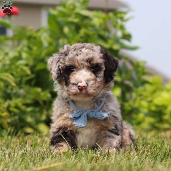 Gabe, Mini Bernedoodle Puppy
